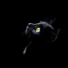 Avatars to free download for your forum or blog (7 100 avatars)