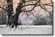 Send postcard: 1128